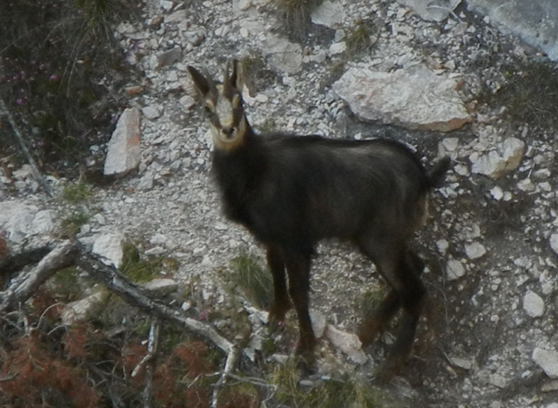 Rupicapra rupicapra.....dal Trentino Alto Adige